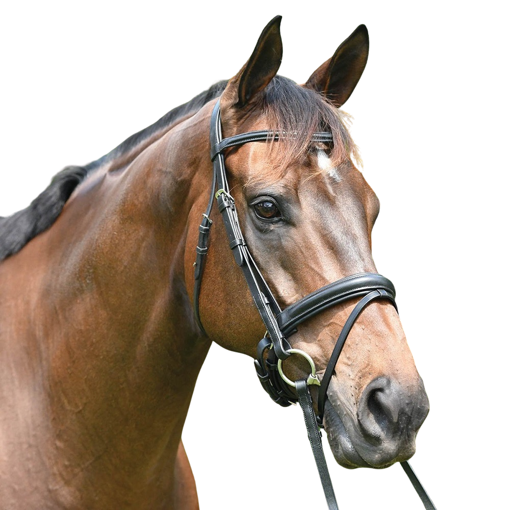 Eurohunter Premiere Snaffle Bridle