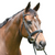 Eurohunter Premiere Snaffle Bridle