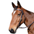 Eurohunter Barcoo Bridle