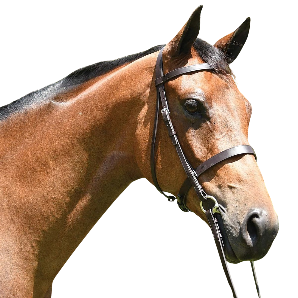 Eurohunter Show Snaffle Bridle